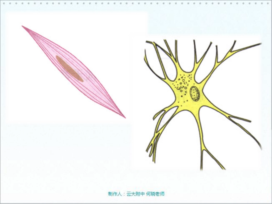 七年级生物上册 动物细胞课件(pdf) 新人教版 课件_第3页