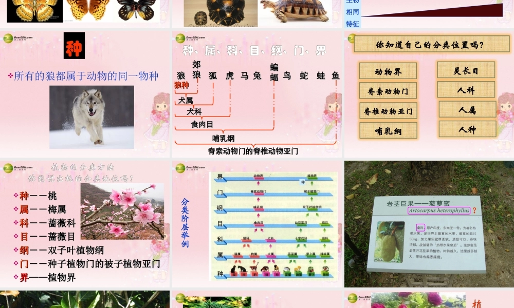 八年级生物上册 第六单元 第一章 第二节 从种到界课件 新人教版 课件