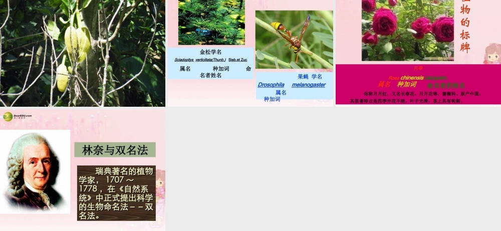 八年级生物上册 第六单元 第一章 第二节 从种到界课件 新人教版 课件