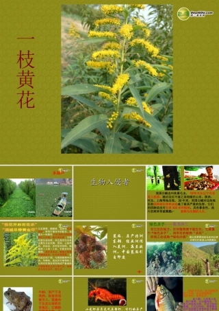 八年级语文上册(生物入侵者)课件 新人教版 课件