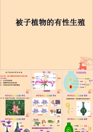 八年级生物下册 第六单元 生物的繁衍和发展 第一章 生物的繁殖 6.1.1 被子植物的生殖课件(新版)冀教版 课件