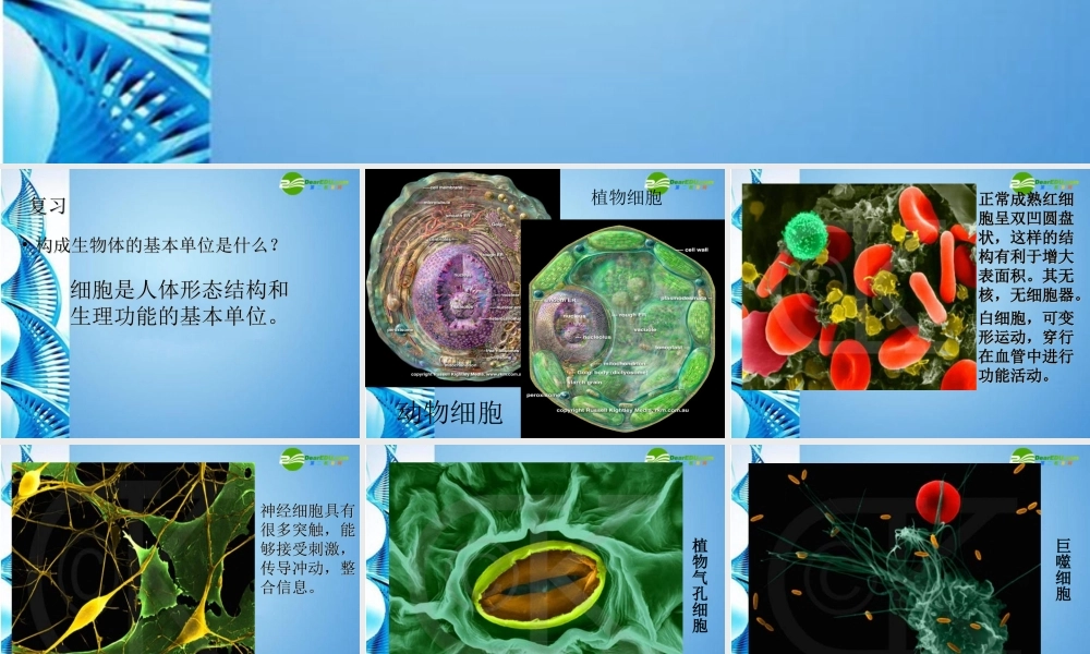 八年级生物 第一学期(试验本)第1章第一节 人体是怎样构成的 人体的组织课件 上海版 课件