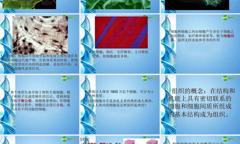 八年级生物 第一学期(试验本)第1章第一节 人体是怎样构成的 人体的组织课件 上海版 课件