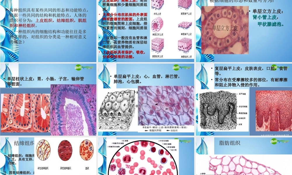 八年级生物 第一学期(试验本)第1章第一节 人体是怎样构成的 人体的组织课件 上海版 课件