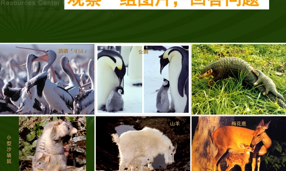 八年级生物下册 第二章 生物的遗传和变异课件 新课标 人教版 课件