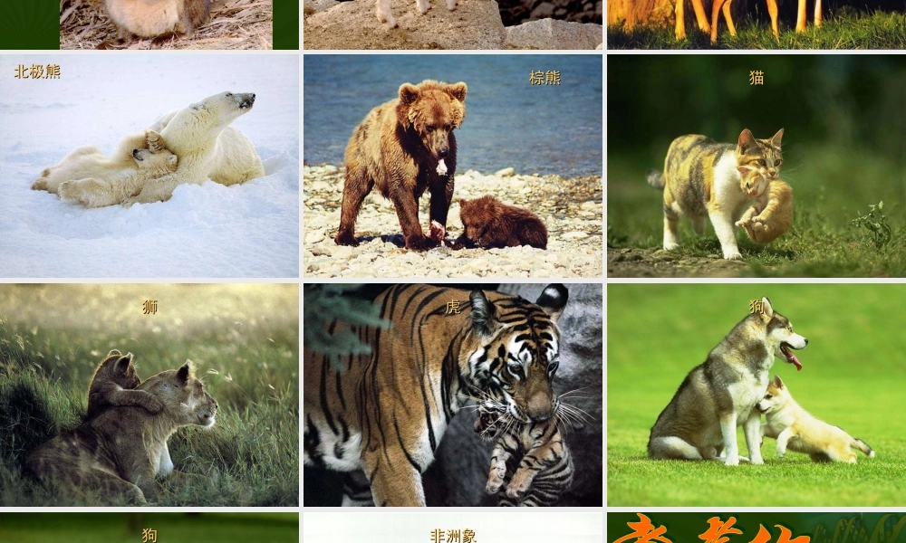 八年级生物下册 第二章 生物的遗传和变异课件 新课标 人教版 课件