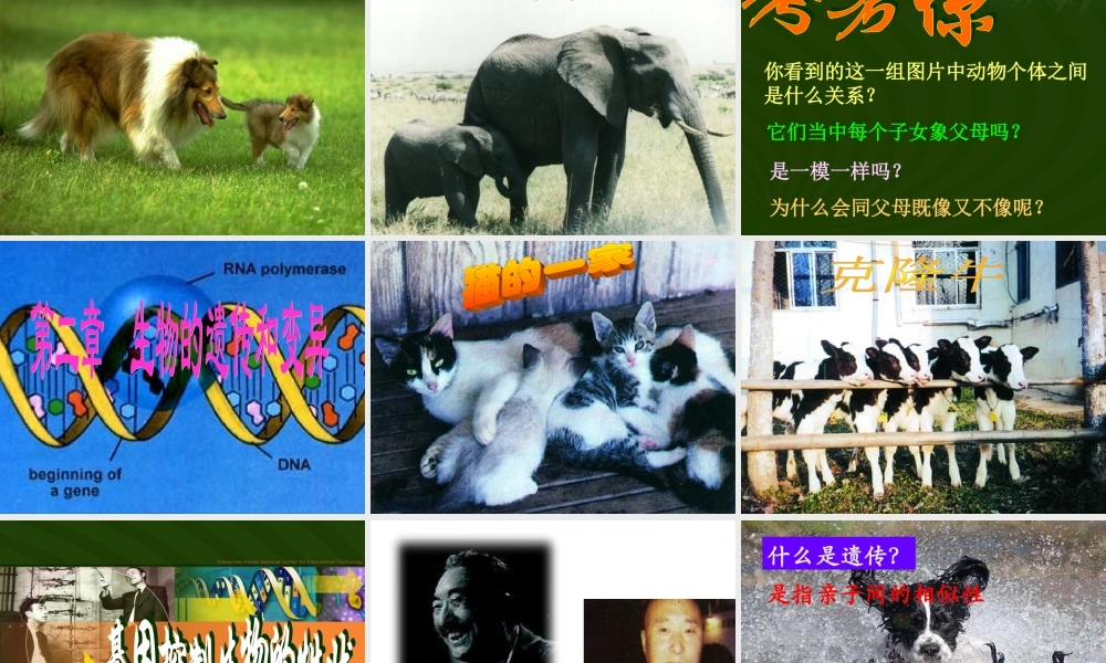 八年级生物下册 第二章 生物的遗传和变异课件 新课标 人教版 课件