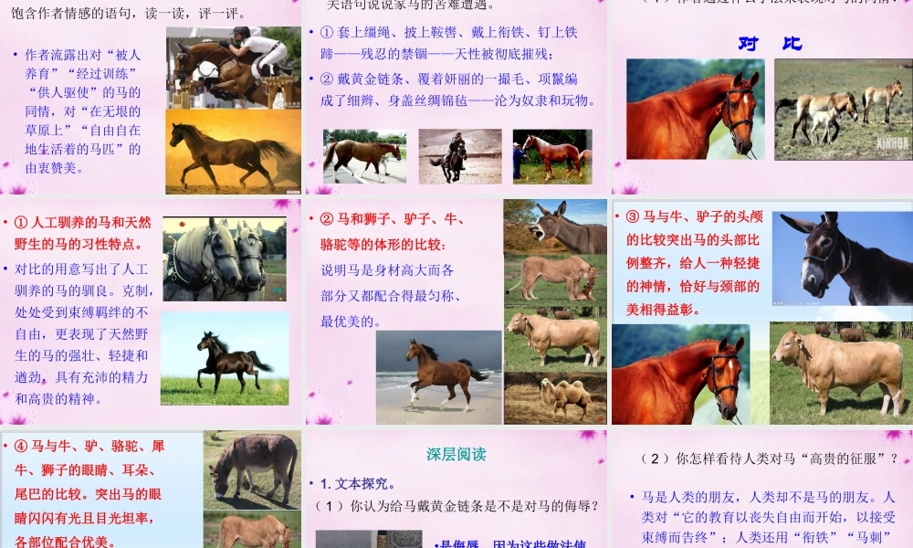 七年级语文下册 第六单元 29(马)课件 新人教版 课件