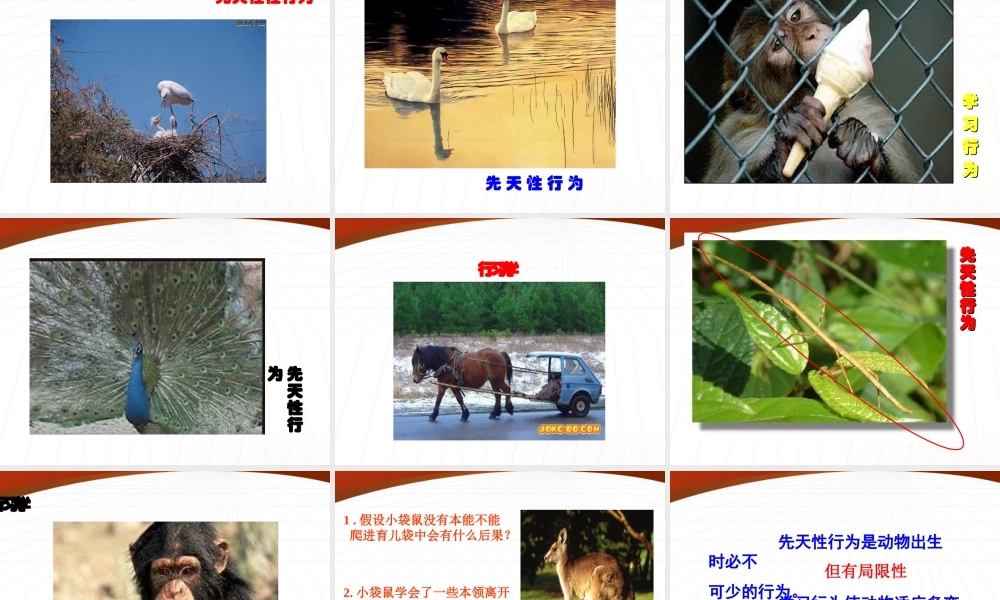 八年级生物上册 先天性行为和学习行为课件 人教新课标版 课件