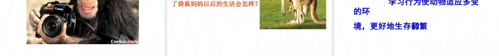八年级生物上册 先天性行为和学习行为课件 人教新课标版 课件
