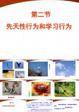 八年级生物上册 先天性行为和学习行为课件 人教新课标版 课件