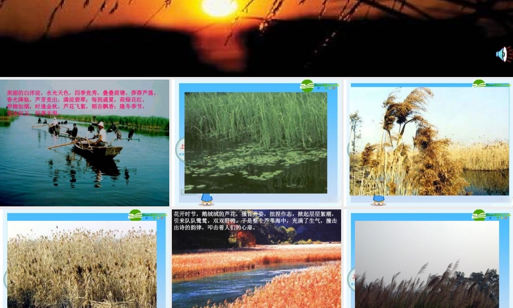 八年级语文上册 第2课(芦花荡)课件 人教新课标版 课件