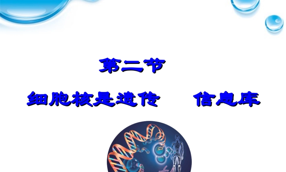 七年级生物上册 第二节细胞核是遗传信息库课件 人教新课标版 课件