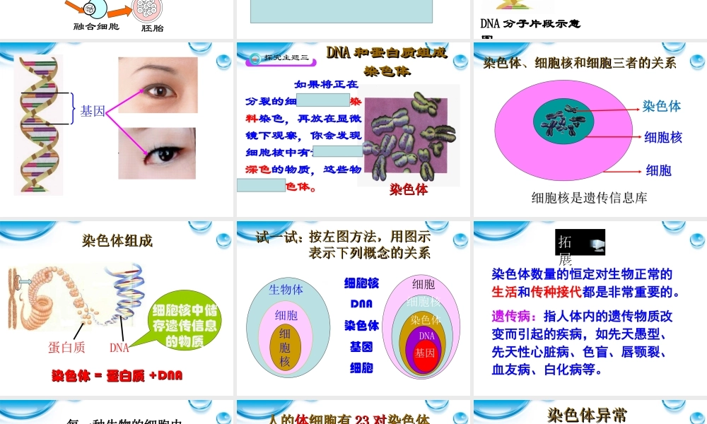 七年级生物上册 第二节细胞核是遗传信息库课件 人教新课标版 课件