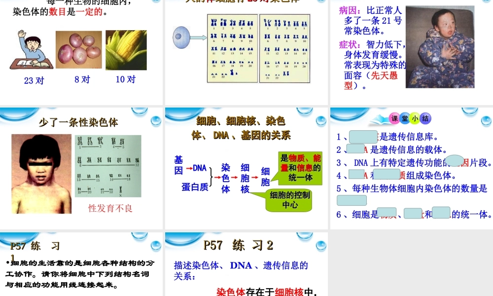 七年级生物上册 第二节细胞核是遗传信息库课件 人教新课标版 课件