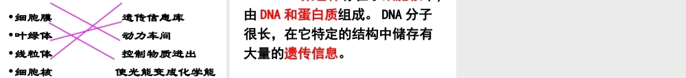 七年级生物上册 第二节细胞核是遗传信息库课件 人教新课标版 课件