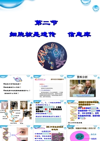 七年级生物上册 第二节细胞核是遗传信息库课件 人教新课标版 课件