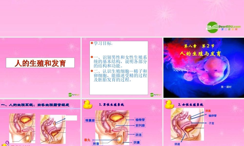 八年级生物上册 人的生殖教学课件 济南版 课件