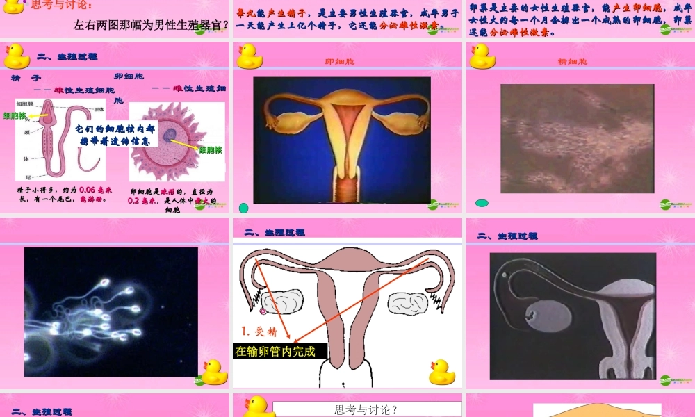 八年级生物上册 人的生殖教学课件 济南版 课件