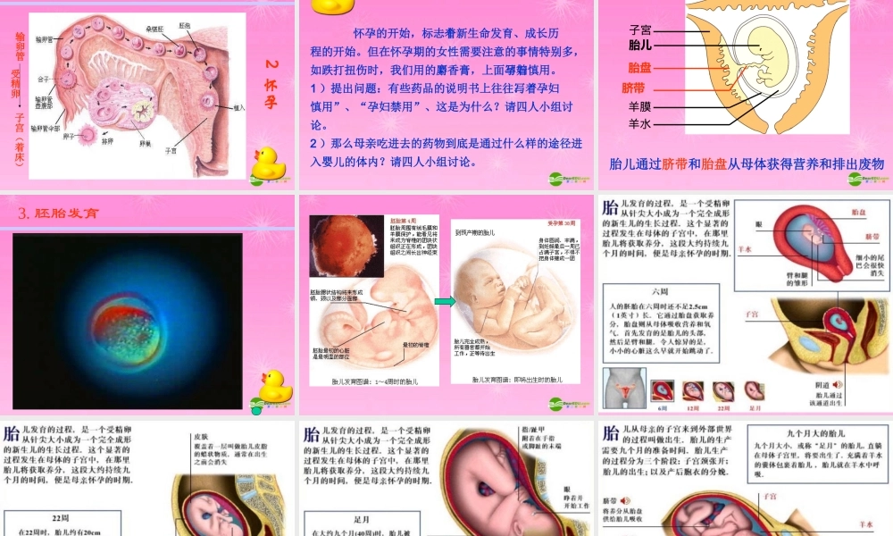 八年级生物上册 人的生殖教学课件 济南版 课件