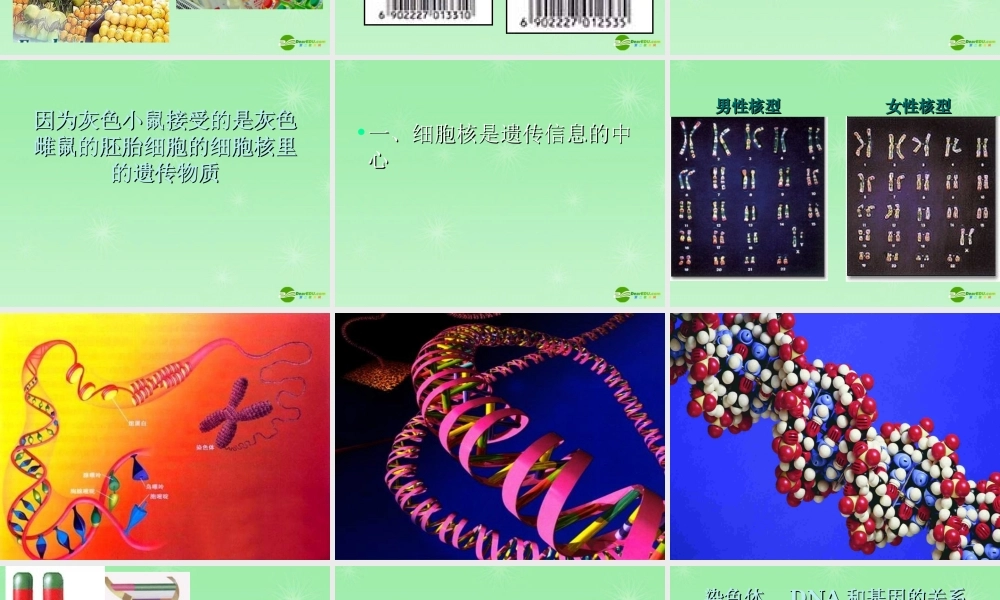 八年级生物上册 DNA是主要的遗传物质课件 苏教版 课件