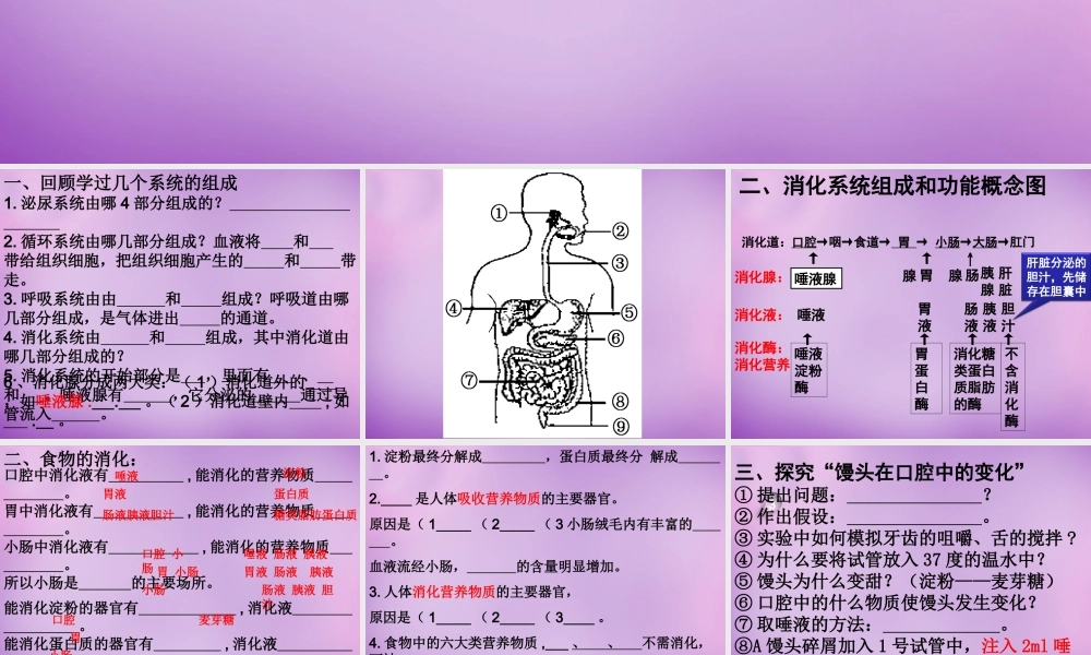 中学七年级生物下册 2.2 消化和吸收课件3 新人教版 课件