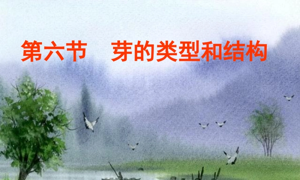 八年级生物上册 芽的类型和结构课件 济南版 课件