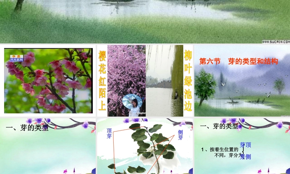 八年级生物上册 芽的类型和结构课件 济南版 课件