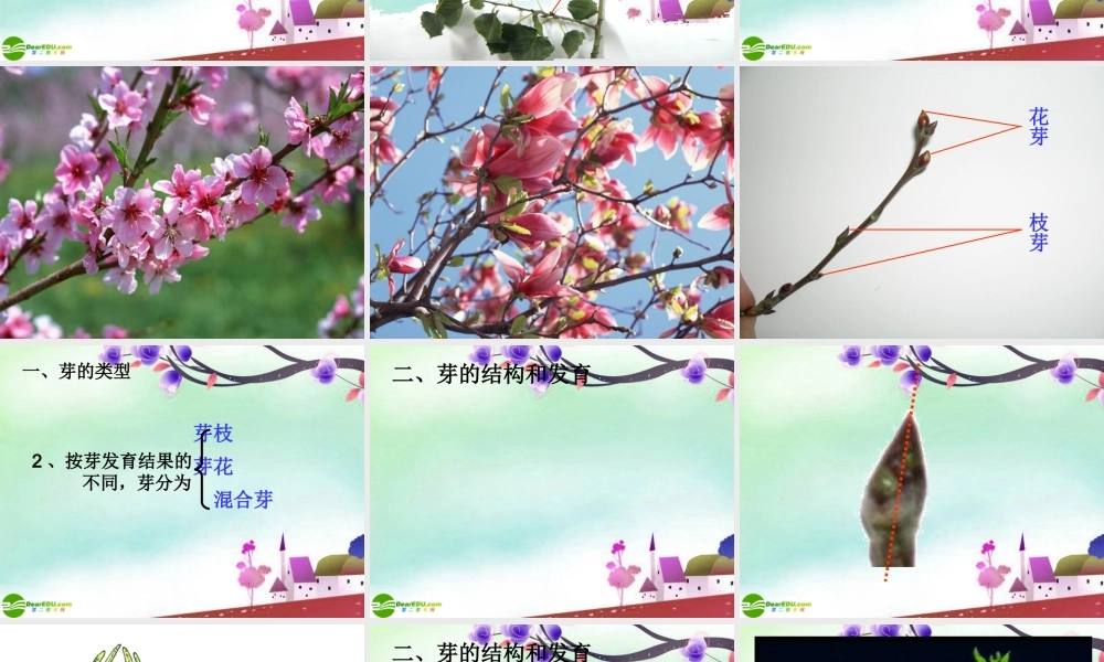 八年级生物上册 芽的类型和结构课件 济南版 课件