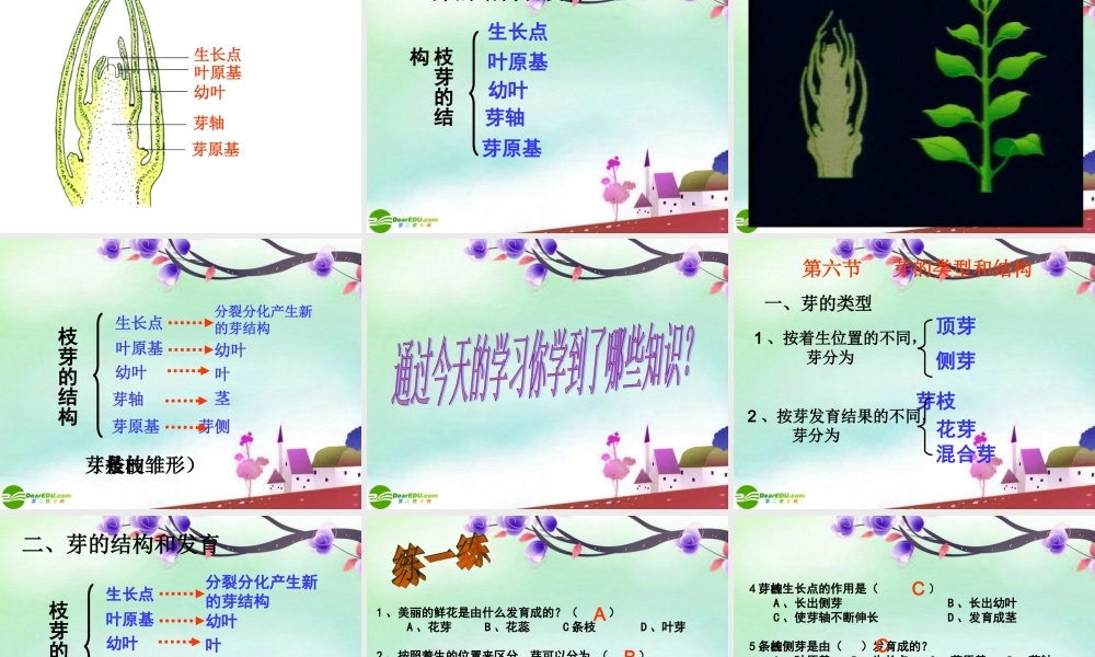 八年级生物上册 芽的类型和结构课件 济南版 课件