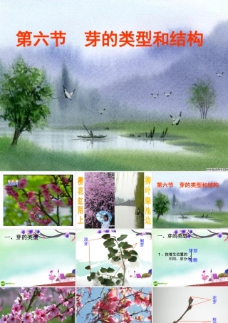 八年级生物上册 芽的类型和结构课件 济南版 课件