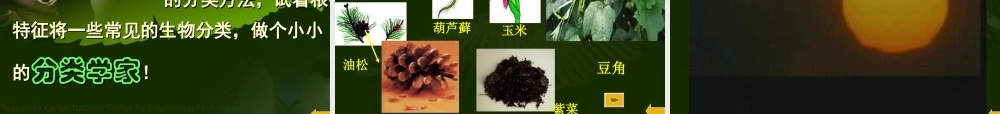 八年级生物尝试对生物进行分类课件