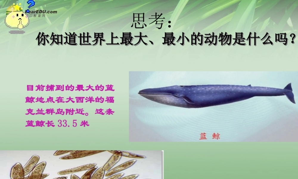 七年级生物下册 第二章 第四节 单细胞生物课件 新人教版 课件