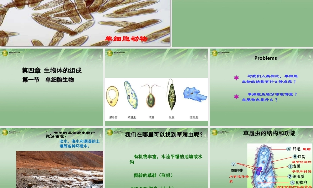 七年级生物下册 第二章 第四节 单细胞生物课件 新人教版 课件