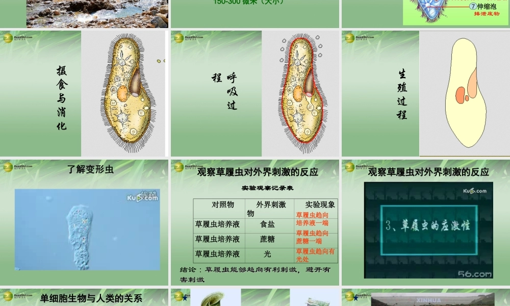 七年级生物下册 第二章 第四节 单细胞生物课件 新人教版 课件