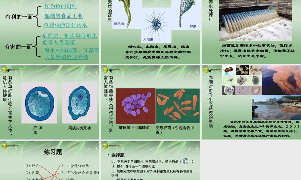 七年级生物下册 第二章 第四节 单细胞生物课件 新人教版 课件