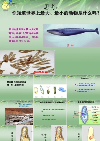 七年级生物下册 第二章 第四节 单细胞生物课件 新人教版 课件