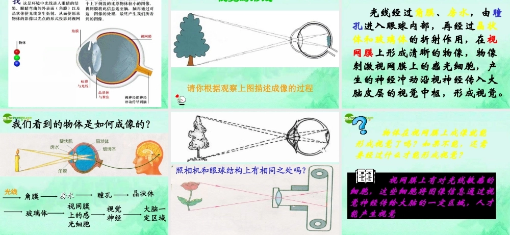 七年级生物下册 人体对外界的感觉 眼和视觉课件 人教新课标版 课件