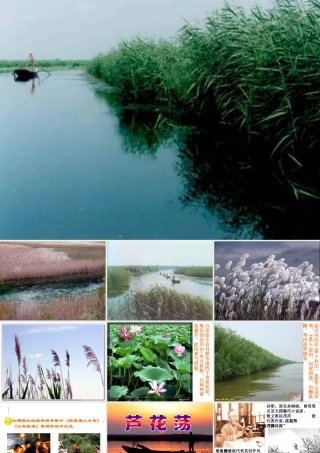 我的《芦花荡》