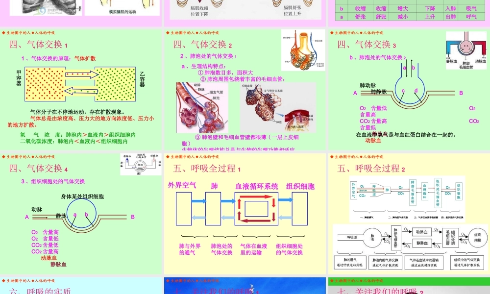 人体的呼吸（丁家志）