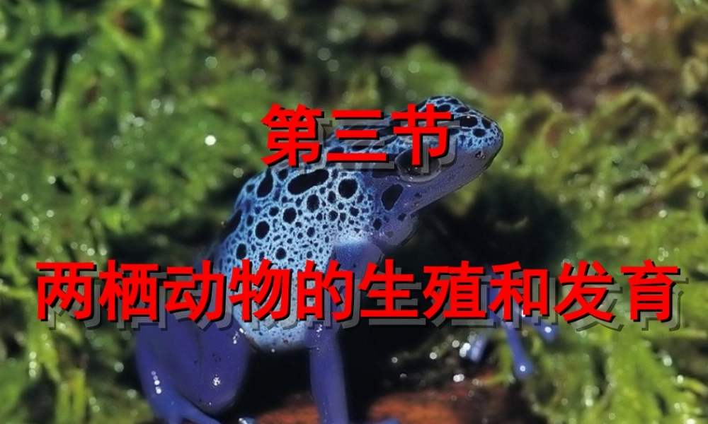 第三节《两栖动物的生殖和发育