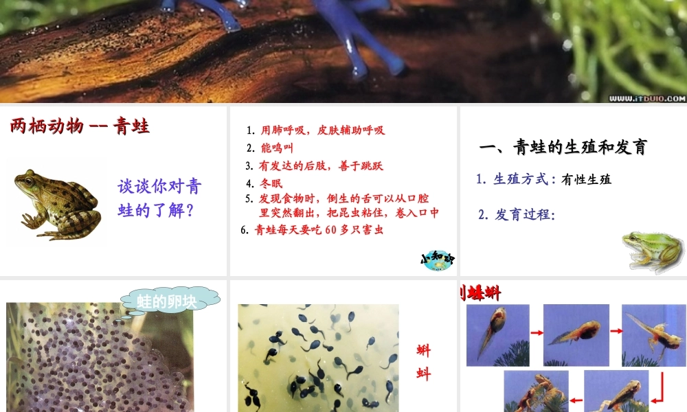 第三节《两栖动物的生殖和发育