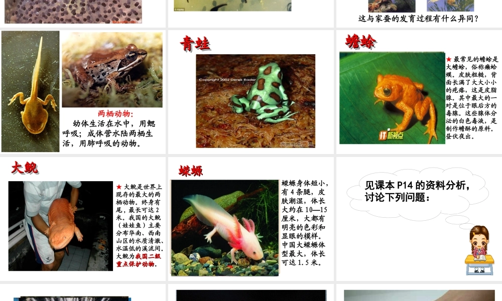 第三节《两栖动物的生殖和发育