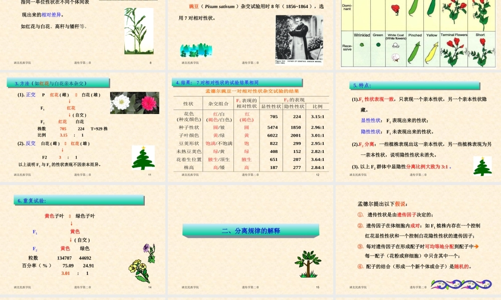 遗传学第二章孟德尔遗传