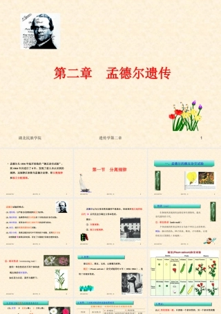 遗传学第二章孟德尔遗传