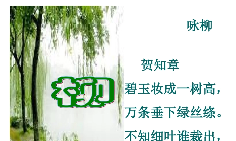 青海高原一株柳的