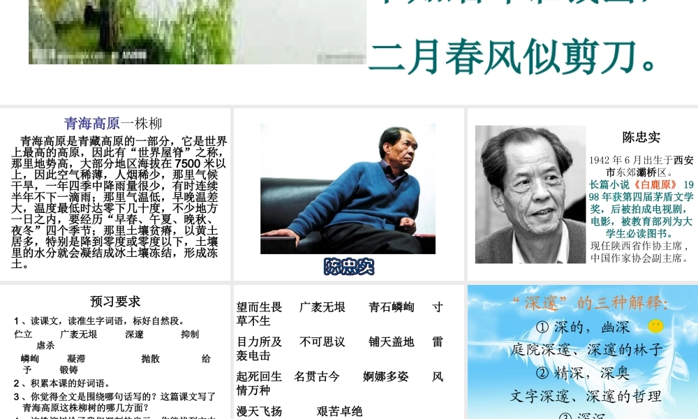 青海高原一株柳的