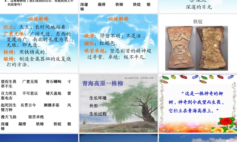 青海高原一株柳的