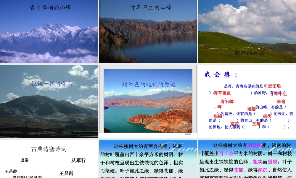 青海高原一株柳的
