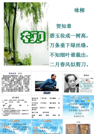 青海高原一株柳的